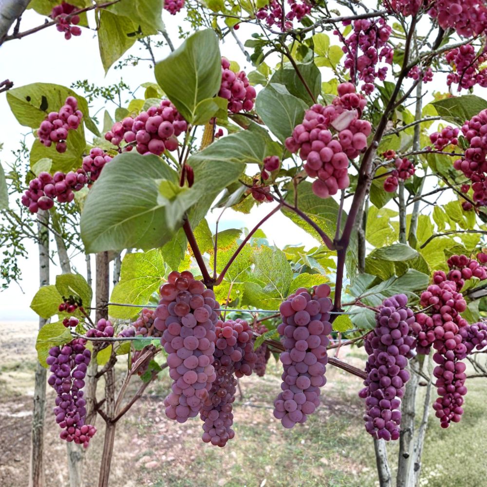 Canadice Seedless Grape Cuttings – 5 Pack | Vitis labrusca Red Table Grape | Cold Hardy Vine for Home Garden | US Seller