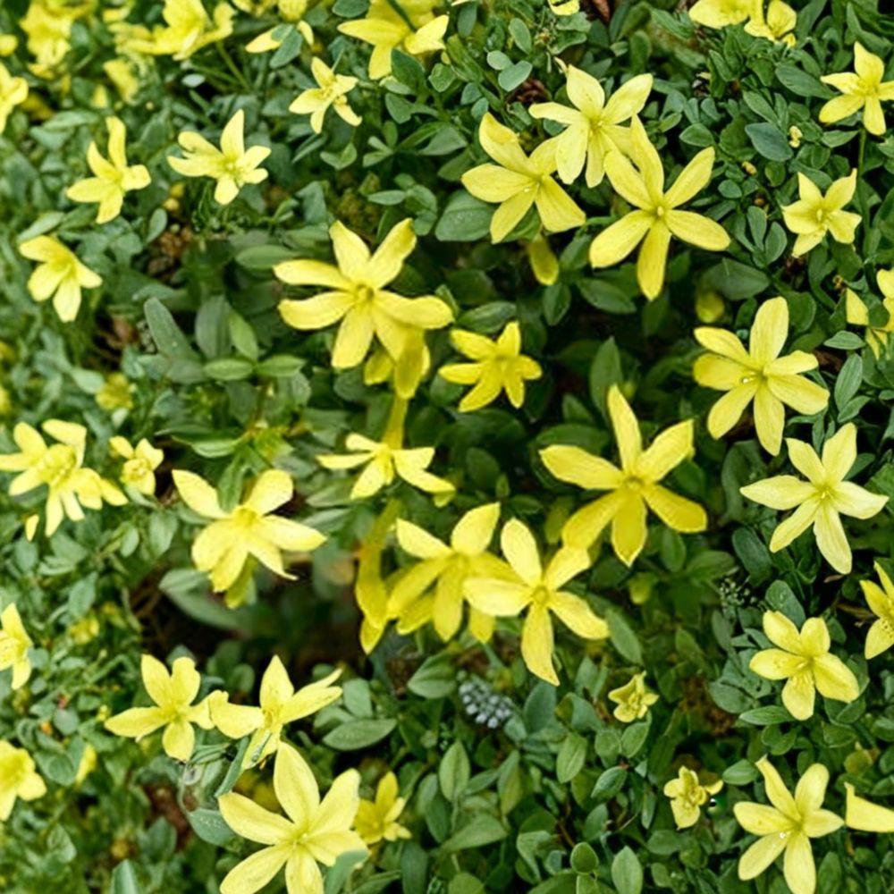 Parker’s Jasmine Dwarf Live Plant | 4-Inch Pot | Fragrant Yellow Blooms | Compact Shrub Jasminum spp.