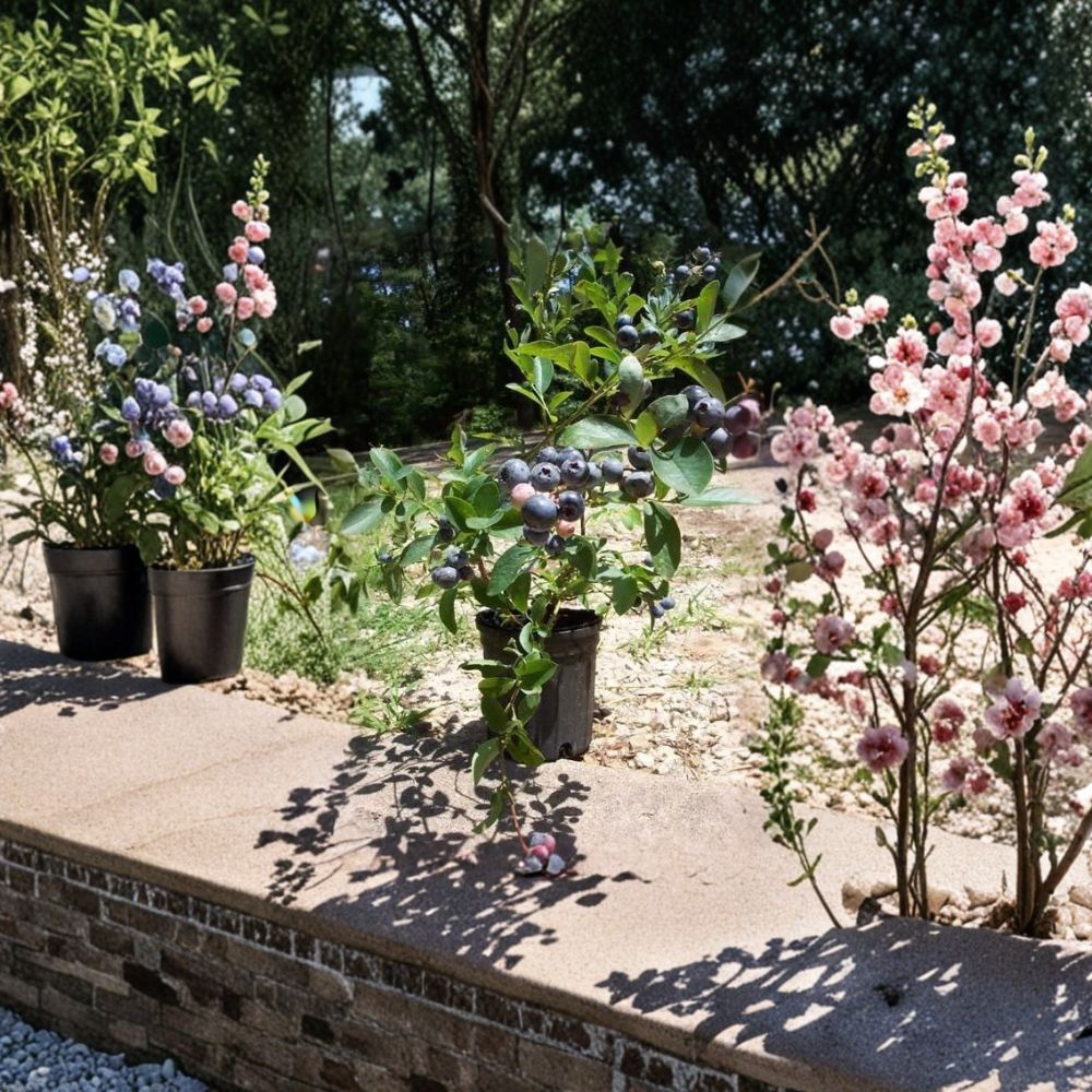 Tif Blue Blueberry Plant – Live Fruit Plant, 1 Gallon, Rabbiteye, Sweet Blueberries, Easy to Grow, Vigorous Blueberry Bush