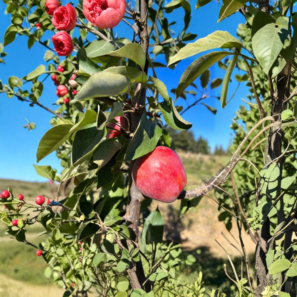 Almata Red Flesh Apple Tree – Malus domestica Live Plant | Potted Semi-Dwarf Pink Flesh Fruit Tree | Edible Ornamental