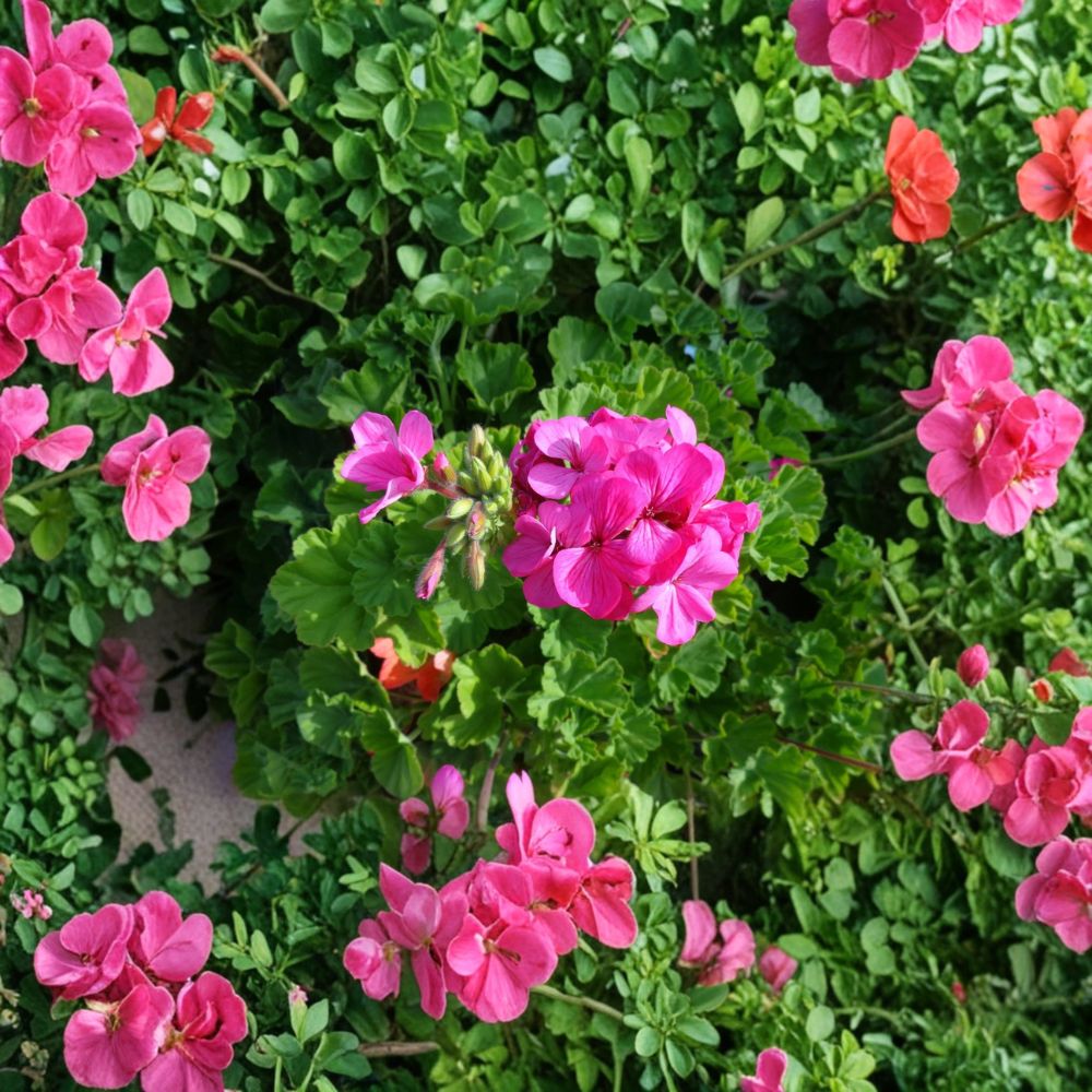Hardy Pink Geranium Cuttings – 30 Fresh Pelargonium Plant Clippings for Garden & Patio, Fragrant Flowers, Easy to Root