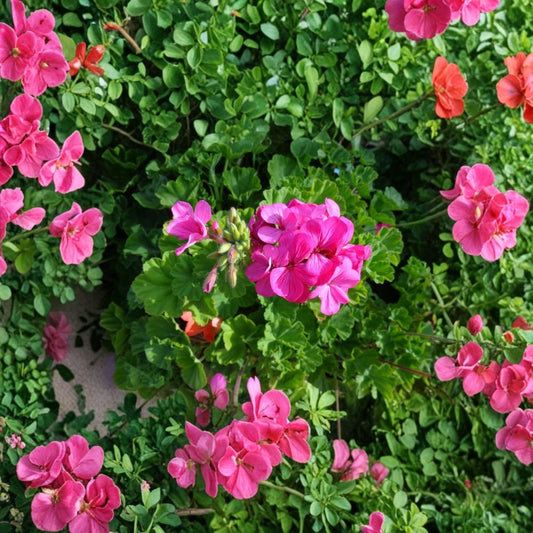 Hardy Pink Geranium Cuttings – 30 Fresh Pelargonium Plant Clippings for Garden & Patio, Fragrant Flowers, Easy to Root
