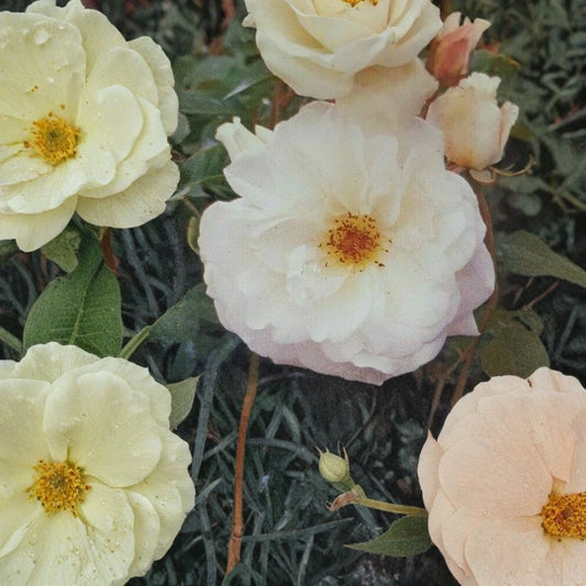 Iceberg Floribunda Rose – Pure White Live Bush Plant | 2 Gallon Size | Continuous Blooming Garden Rose Shrub | Rosa ‘Iceberg’