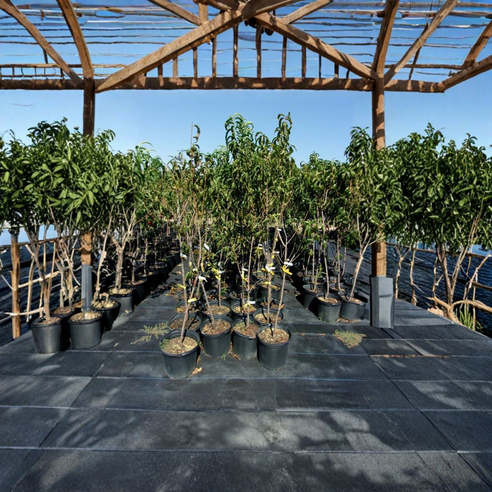 Flavortop Nectarine Tree – Live Fruit Tree with White Flesh Nectarines, Self-Fertile, 4–6 Feet Tall, Prunus persica var. nucipersica
