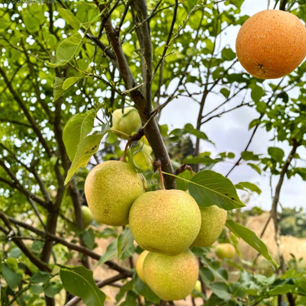 Emerald Crisp Asian Pear Tree Bare Root – Pyrus betulifolia Rootstock, Early Sweet Juicy Green Pear, Backyard Orchard Starter