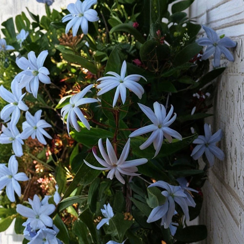 Angel Wing Jasmine Live Plant – Jasminum nitidum Star Jasmine Vine in 4-Inch Pot, Fragrant White Flowers, Indoor & Outdoor