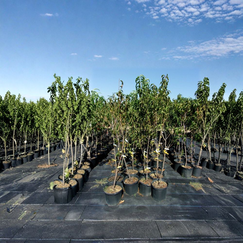 Flavortop Nectarine Tree – Live Fruit Tree with Sweet Freestone Nectarines, Self-Fertile Prunus persica var. nucipersica