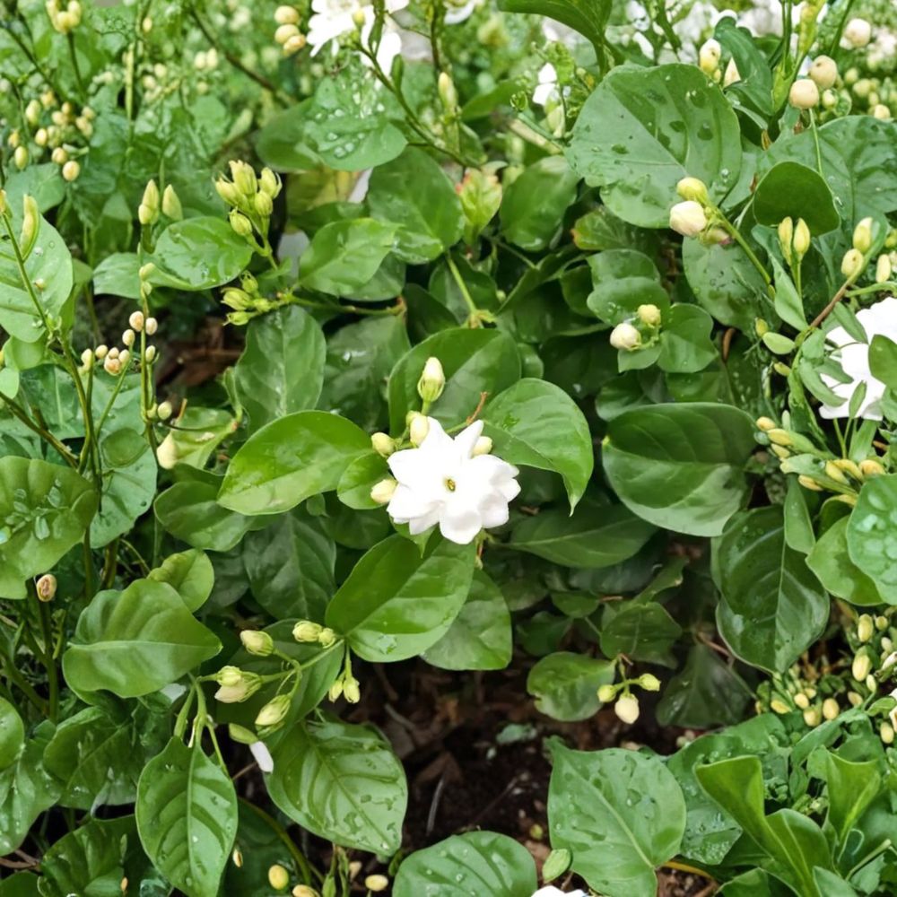 Arabian Jasmine Plant in 1/2 Gallon Pot – Jasminum sambac Fragrant White Flowering Shrub for Indoor Outdoor Garden