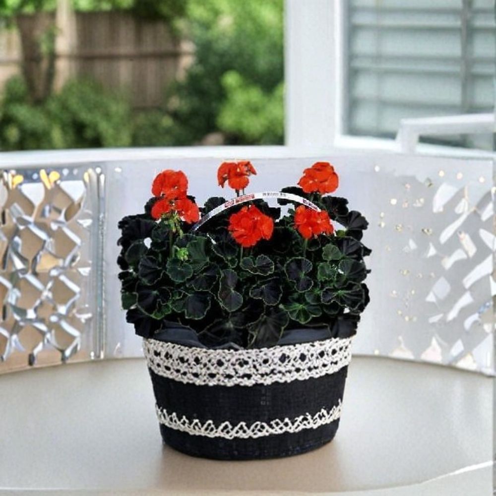Geranium Black Velvet Red Seeds – Bright Red Blooms, Chocolate & Green Foliage, Container & Patio Plant, Easy to Grow Pelargonium