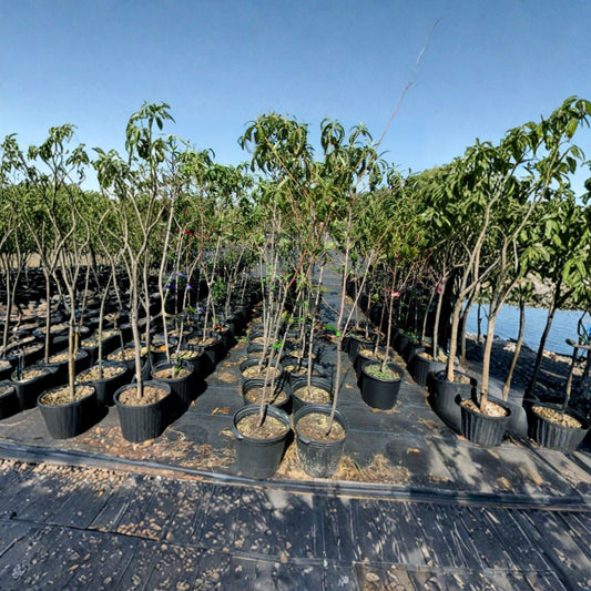 Jefferson Peach Tree – Prunus persica Live Tree | 4–6 Feet Tall | Sweet Juicy Freestone Peaches | Disease-Resistant Fruit Tree | Self-Pollinating