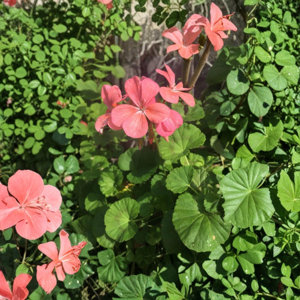 Salmon Pink Zonal Geranium Cuttings – 4 Live Pelargonium Plant Starters | 8 Inch Fresh Geraniums | Hardy Blooming Flowers