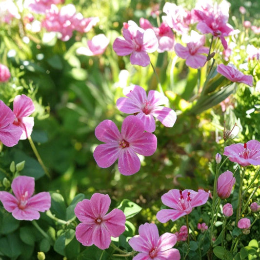 Herb Robert Seeds – Geranium Robertianum, Shade-Loving Wildflower, Edible & Medicinal Cranesbill, Pollinator Friendly, Naturalized Garden Plant