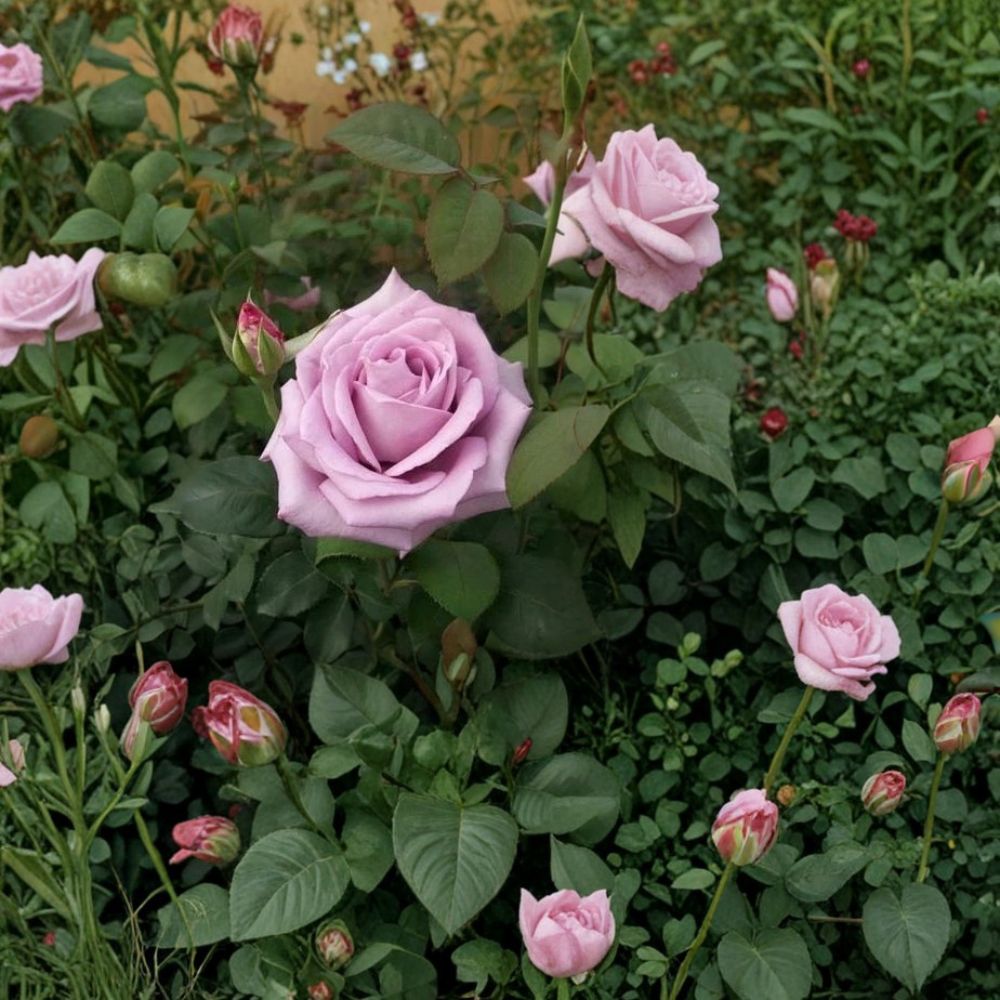 Blue Girl Rose – Mauve Lavender Hybrid Tea Bush Plant | Fragrant Garden Rose | Easy to Grow 3-Gallon Shrub