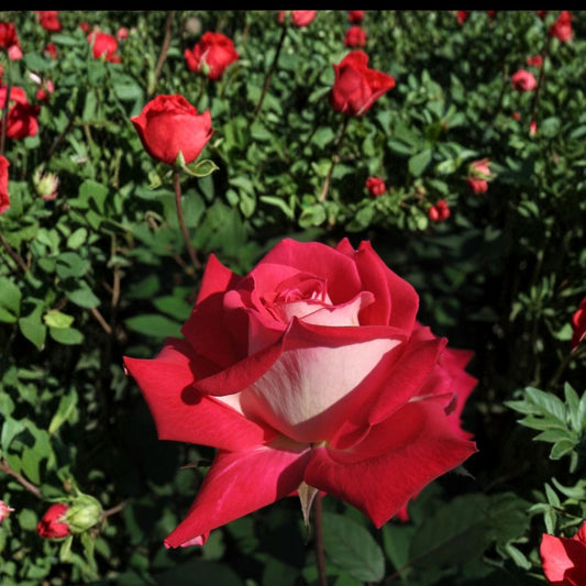 Love Grandiflora Rose Bush – Ruby Red & White Fragrant Garden Shrub, 5 Gallon Live Plant, Bi-Color Blooms, Easy to Grow Rose Plant