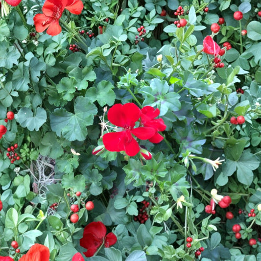 Ivy Zonal Geranium Cuttings – Deep Velvet Red Blooms, Pelargonium, Trailing Garden Plant, Easy Propagation, Fresh Rooting Cuttings