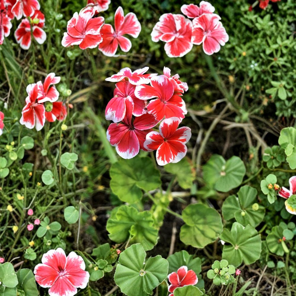 Rare Red & White Zonal Geranium Cutting – Live Pelargonium Starter Plant with White-Tipped Red Blooms