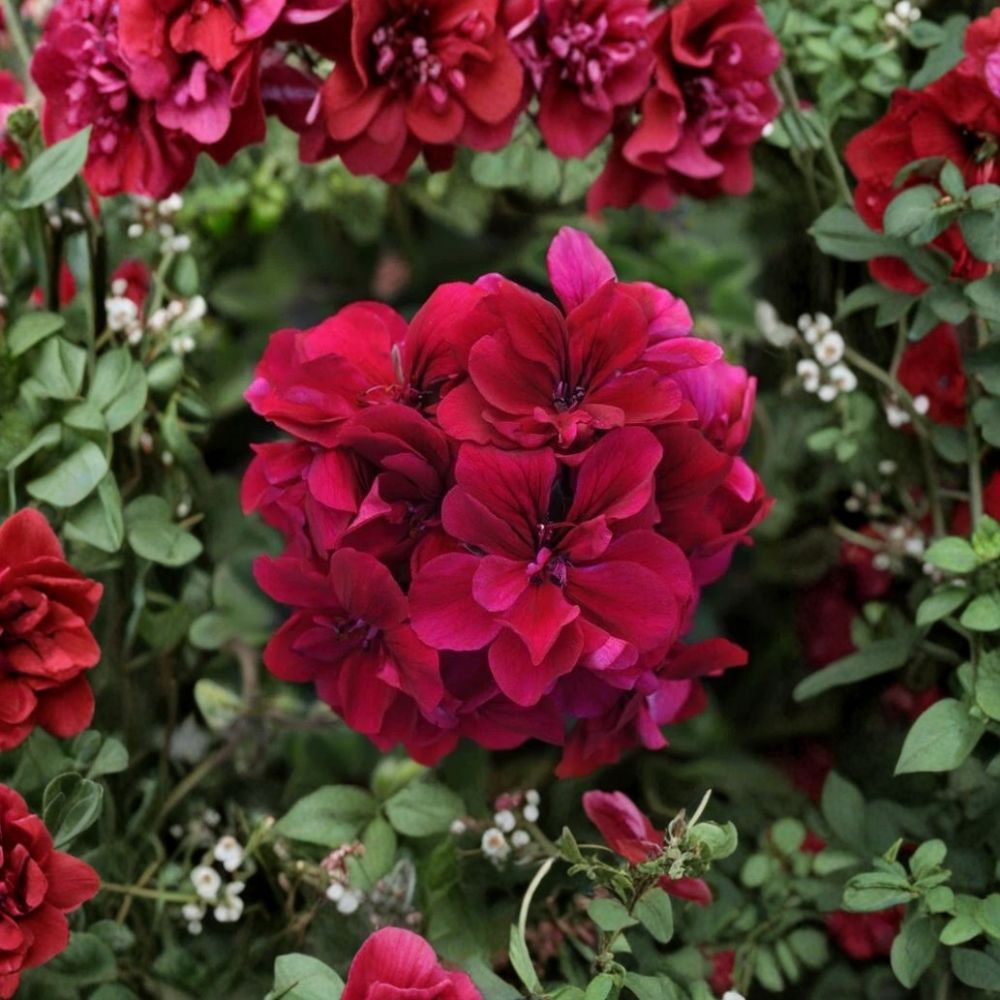 Burgundy Geranium Starter Plant – Live Flowering Ornamental Plant with Deep Burgundy Blooms for Patio & Container Gardening