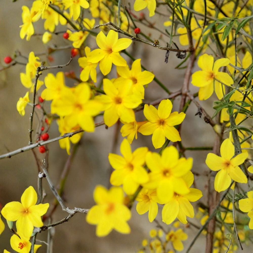 Winter Jasmine Plant in Quart Pot – Jasminum nudiflorum Yellow Blooming Hardy Shrub for Outdoor Garden Groundcover or Climbing Vine