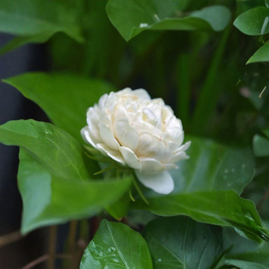 Grand Duke of Tuscany Jasmine Live Starter Plant – Jasminum sambac, Double White Fragrant Flowers, Indoor & Garden Plant