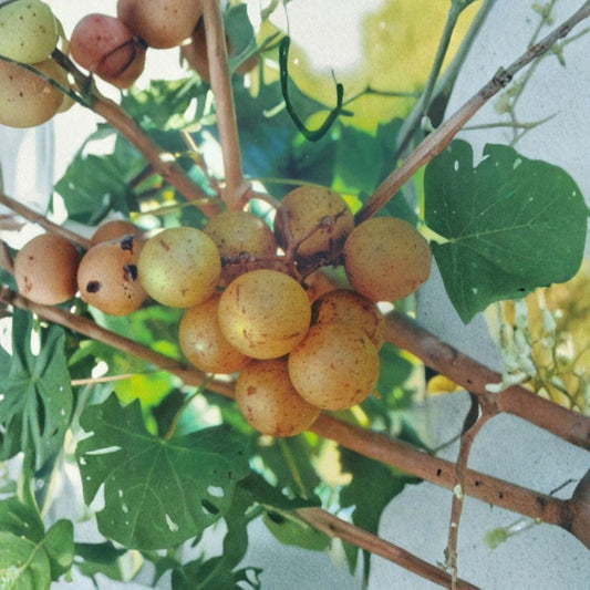 Light Scuppernong Muscadine Grape Vine – Vitis rotundifolia Live Plant with Bronze Grapes, Backyard & Vineyard Friendly