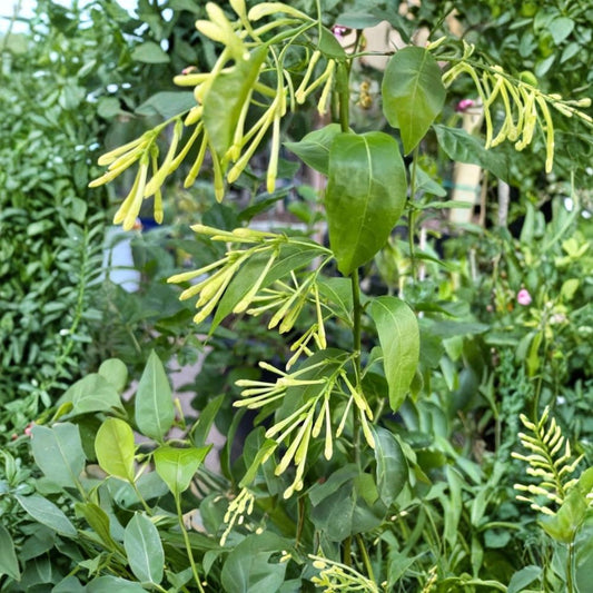 Night Blooming Jasmine Live Starter Plants – Cestrum nocturnum Fragrant Shrubs, 3–8 Inches Tall, Patio & Garden Ready, Set of 2