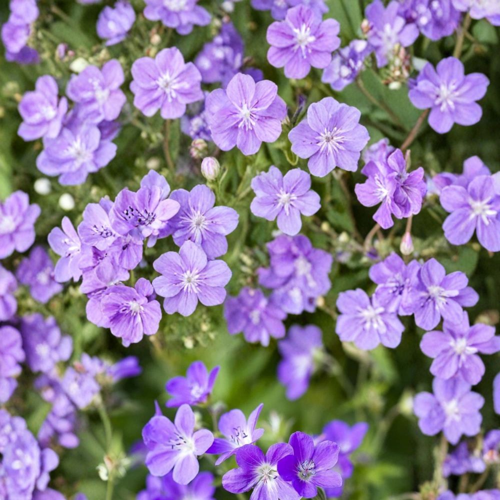 Mayflower Geranium Seeds – 25+ Premium Flower Seeds for Bright Garden Blooms, Patio & Container Gardening, Easy to Grow