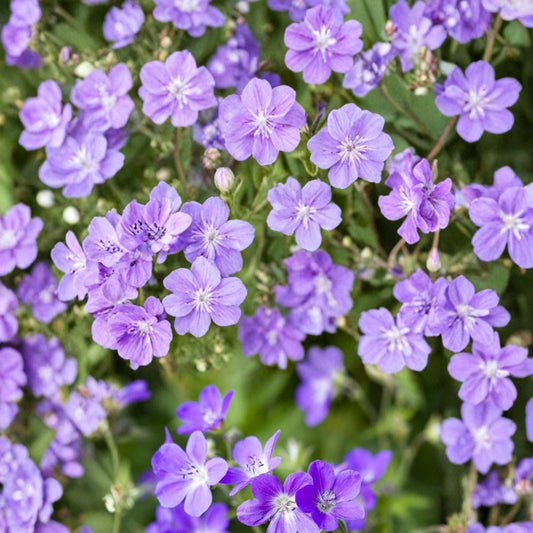 Mayflower Geranium Seeds – 25+ Premium Flower Seeds for Bright Garden Blooms, Patio & Container Gardening, Easy to Grow