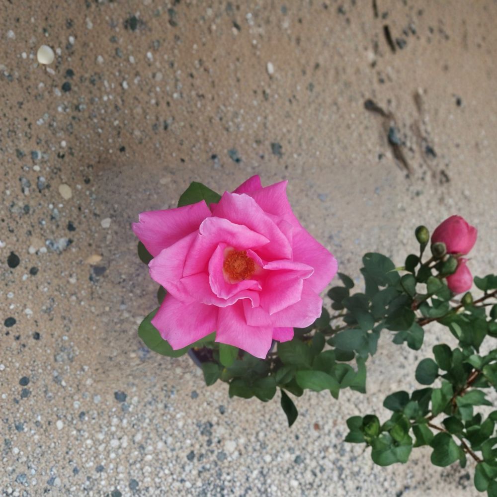 Perfume Delight Hybrid Tea Rose Plant – Fragrant Pink Blooms, 5 Gallon Live Bush, Rosa x hybrida, Garden & Landscape Favorite