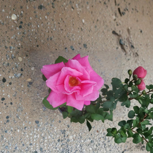 Perfume Delight Hybrid Tea Rose Plant – Fragrant Pink Blooms, 5 Gallon Live Bush, Rosa x hybrida, Garden & Landscape Favorite