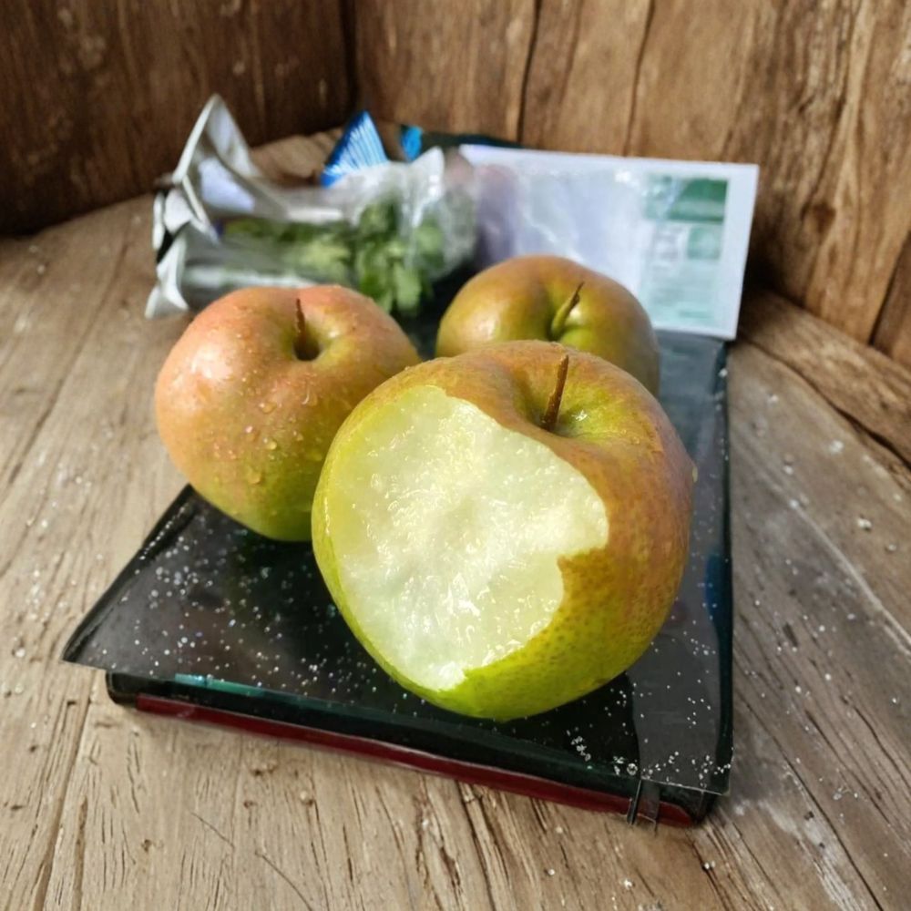 Yulu Fragrant Pear Tree – Asian Pear Bare Root 32–36 Inches Pyrus betulifolia Fruit Tree, Sweet Juicy Crisp Pear, Garden Orchard Plant
