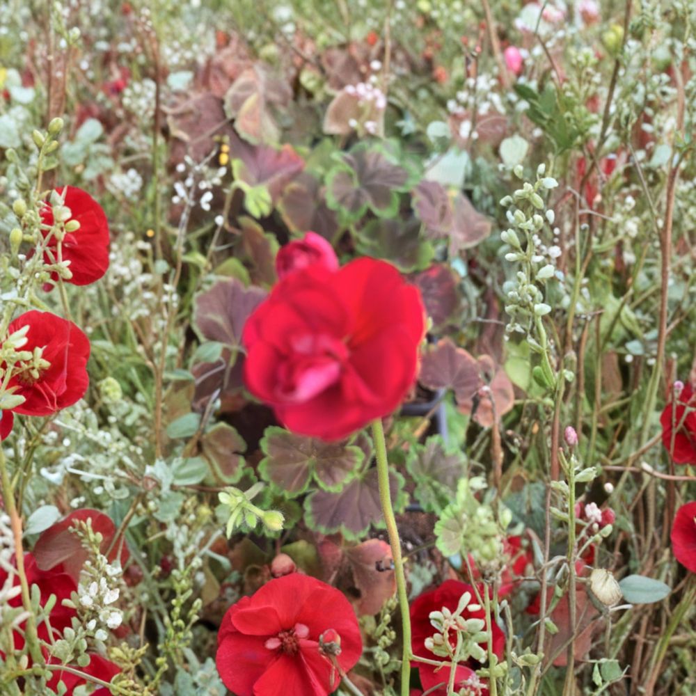 Geranium Brocade Cherry Night Live Plant – Decorative Foliage Pelargonium in 2" Pot, Indoor Outdoor Garden Plant