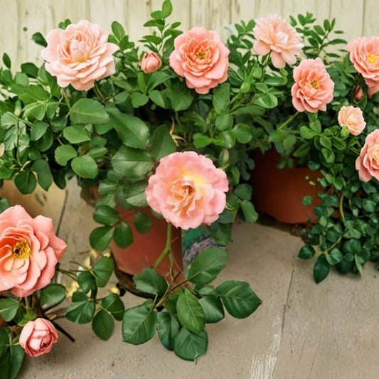 Peach Drift Rose – Rosa Groundcover Rose 5 Gallon, Peach Blooms, Low Growing Landscape Rose, Easy Care Garden Favorite