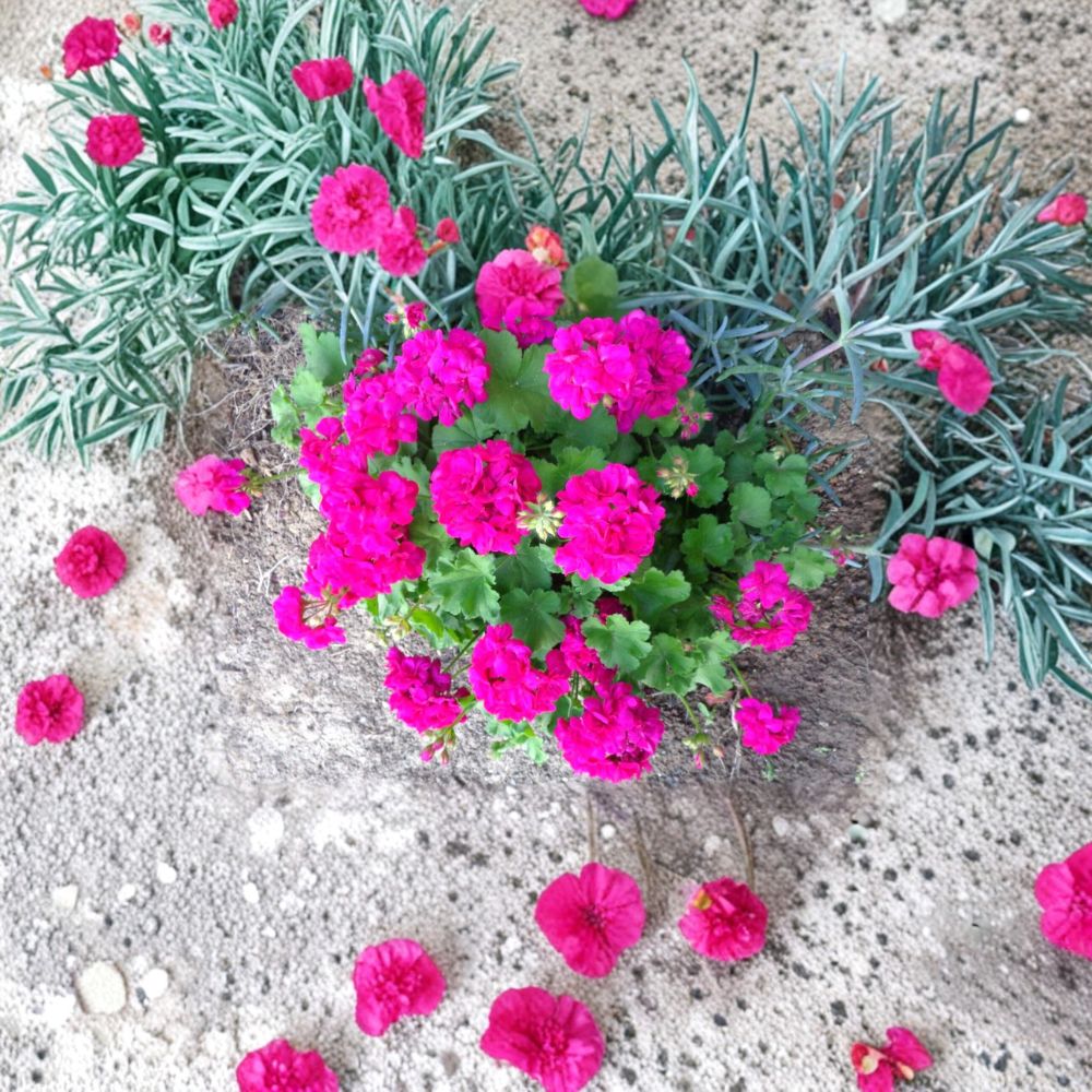 Magenta Geranium Cuttings – Pelargonium Live Plant Set of 3, 6-Inch Unrooted Cuttings, Bright Magenta Blooms, Patio & Container Friendly