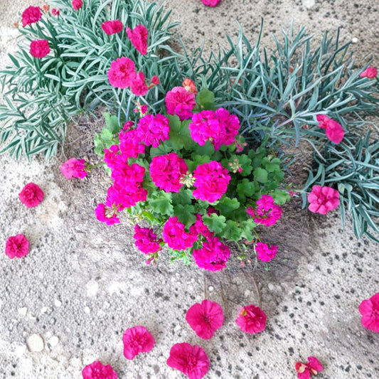 Magenta Geranium Cuttings – Pelargonium Live Plant Set of 3, 6-Inch Unrooted Cuttings, Bright Magenta Blooms, Patio & Container Friendly
