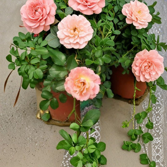 Peach Drift Rose – Live Groundcover Rose Plant | 3 Gallon | Peach Blooms | Compact Landscape Shrub | Easy Care Flowering Rose