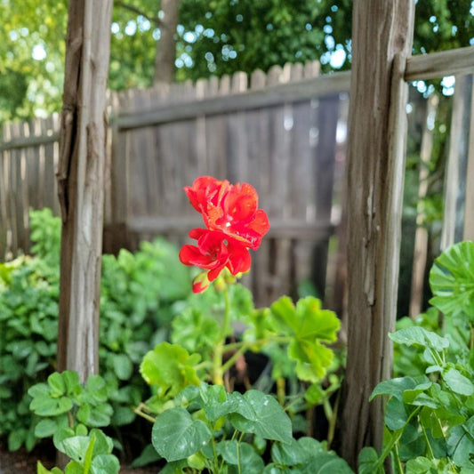 Organic Red Geranium Plant – Live Flowering 2-Inch Pot | Vibrant Red Blooms | Patio & Indoor Friendly | Easy to Grow Pelargonium spp.