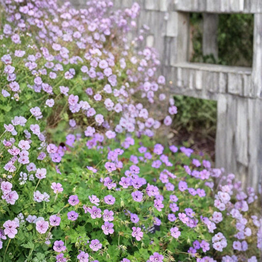 Havana Blues Geranium Seeds – 25+ Premium Hardy Flower Seeds for Patio & Container Gardening | Noorthava Geranium (Pelargonium)
