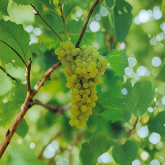Marquis Seedless White Grape Vine – Vitis vinifera Live Plant, 2 Gallon, Self-Fertile, Sweet Table Grapes, Backyard Vineyard Favorite