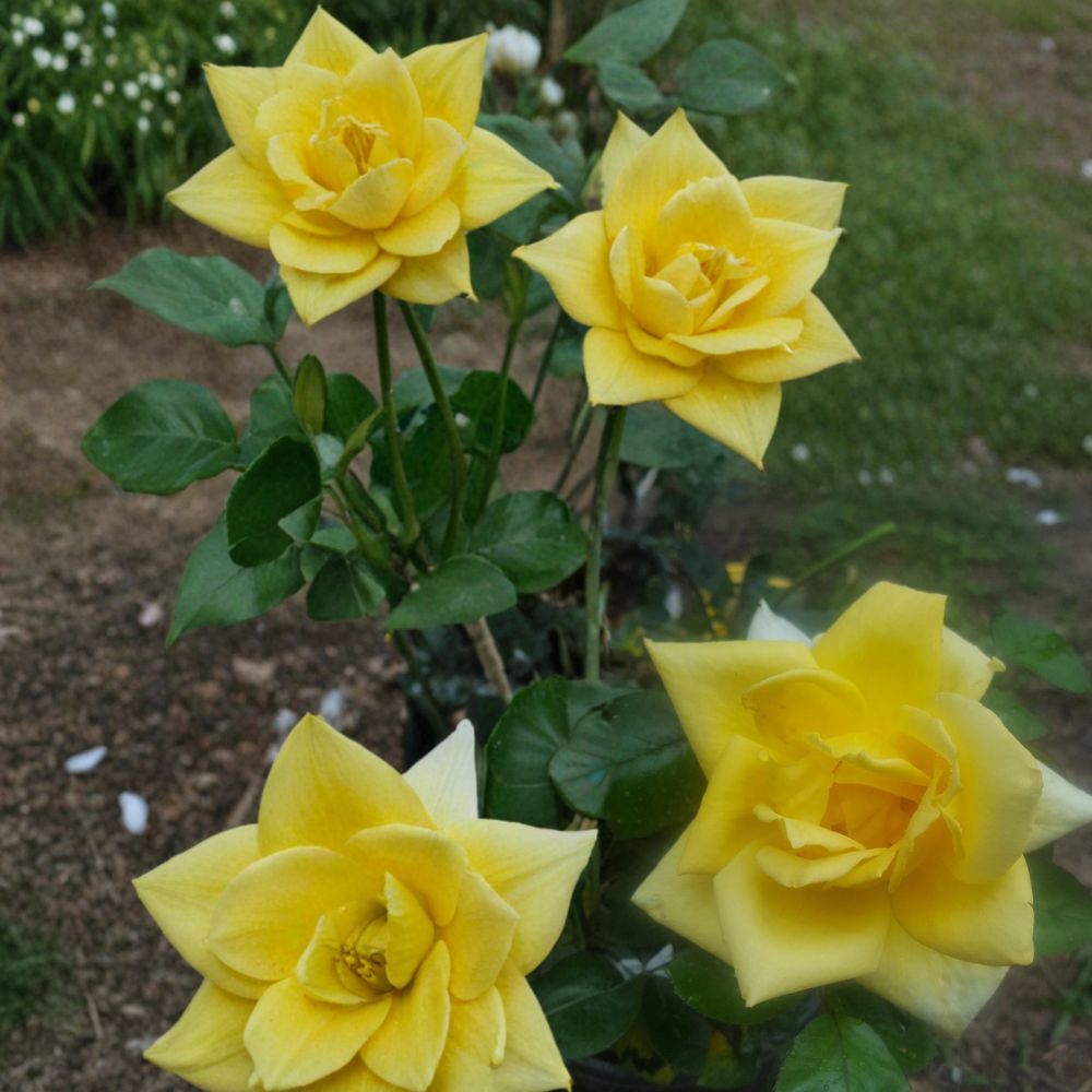 Oregold Grandiflora Rose – Yellow Flowering Hybrid Bush Plant, 3 Gallon, Rosa Hybrid, Garden Landscape Shrub