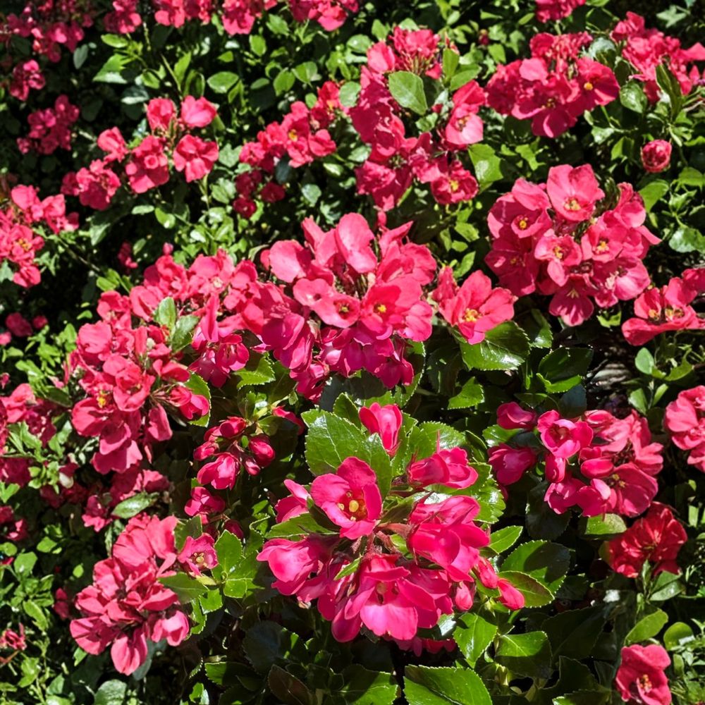 Escallonia ‘Redclaws’ Live Evergreen Shrub – Pink Red Flowers, Dense Hedge Plant, Hardy Outdoor Garden & Landscape Ornamental