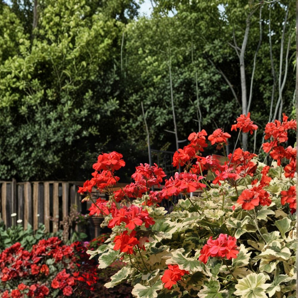 Glitterati Ice Queen Geranium Seeds – 25+ Premium Flower Seeds for Patio & Container Gardens, Easy to Grow, Vibrant Blooms