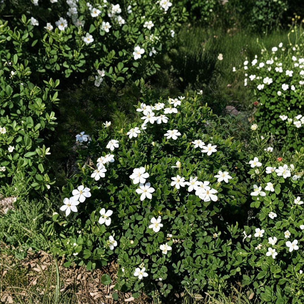 Gardenia Seeds – Gardenia jasminoides Cape Jasmine – Fragrant White Flowering Evergreen Shrub – 10+ Seeds for Garden Cultivation