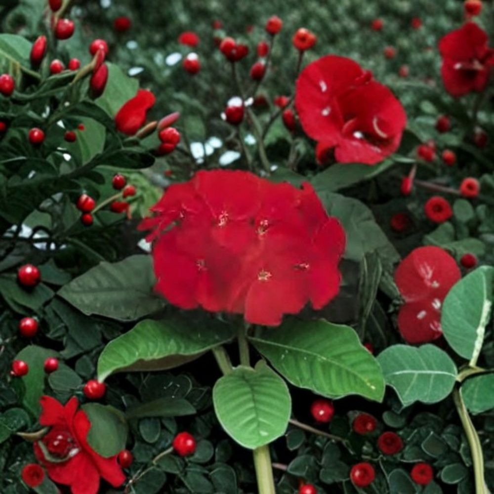 Geranium Ringo 2000 Cardinal Red Pelargonium Seeds – Compact, Deep Red Blooms, Easy to Grow, 100 Seeds