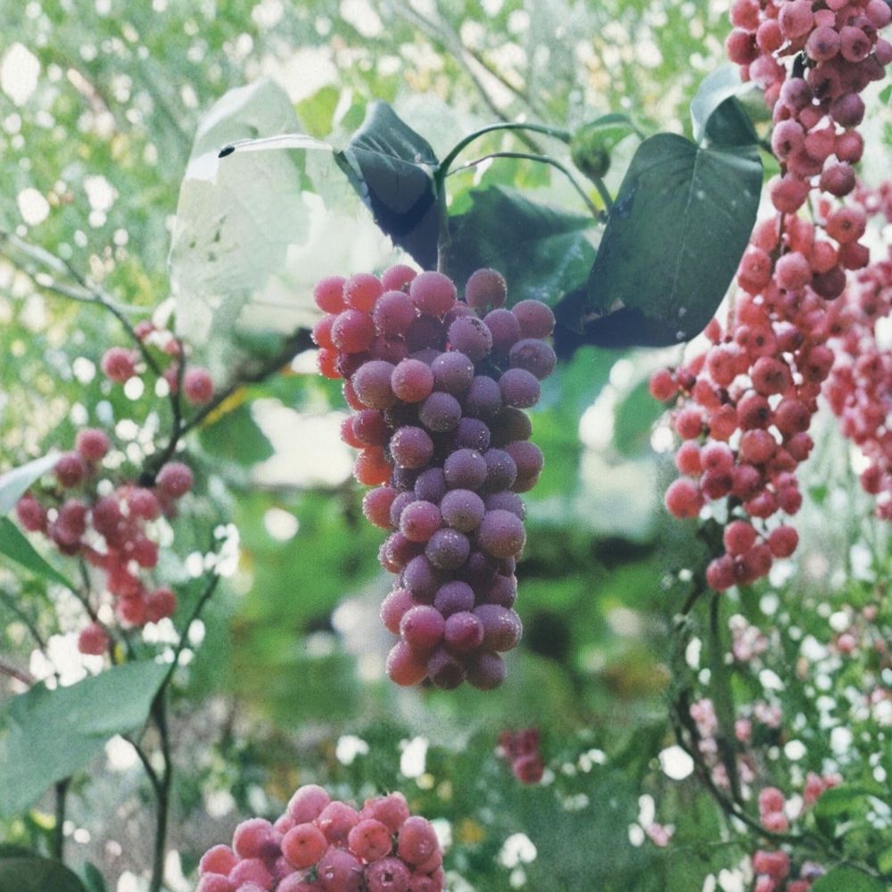Red Flame Seedless Grape Vine – Live Fruit Plant, 1 Gallon, Sweet Seedless Red Grapes, Easy to Grow, Home Garden Vineyard Plant