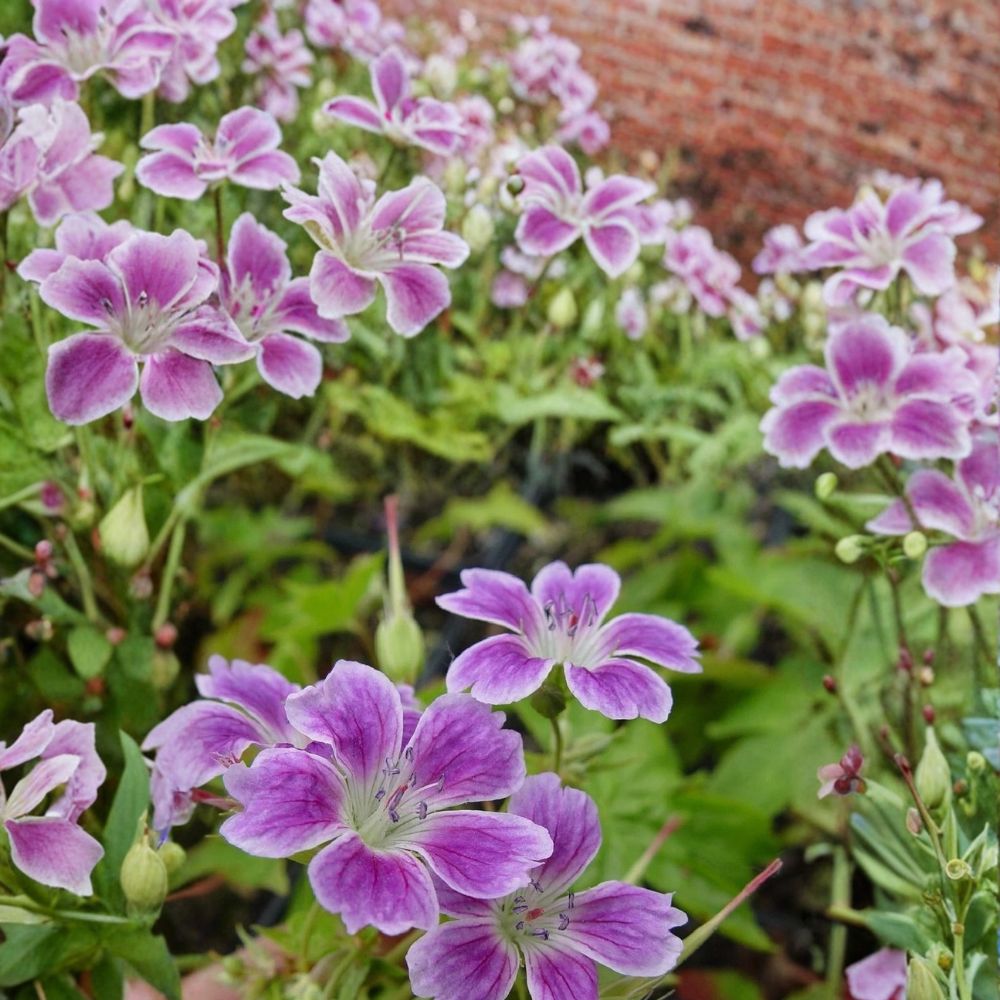 Whiteleaf Geranium Seeds – Pelargonium Flower Seeds for Gardens, Containers & Patios – Vibrant Pink Blooms, Easy to Grow, 25+ Seeds