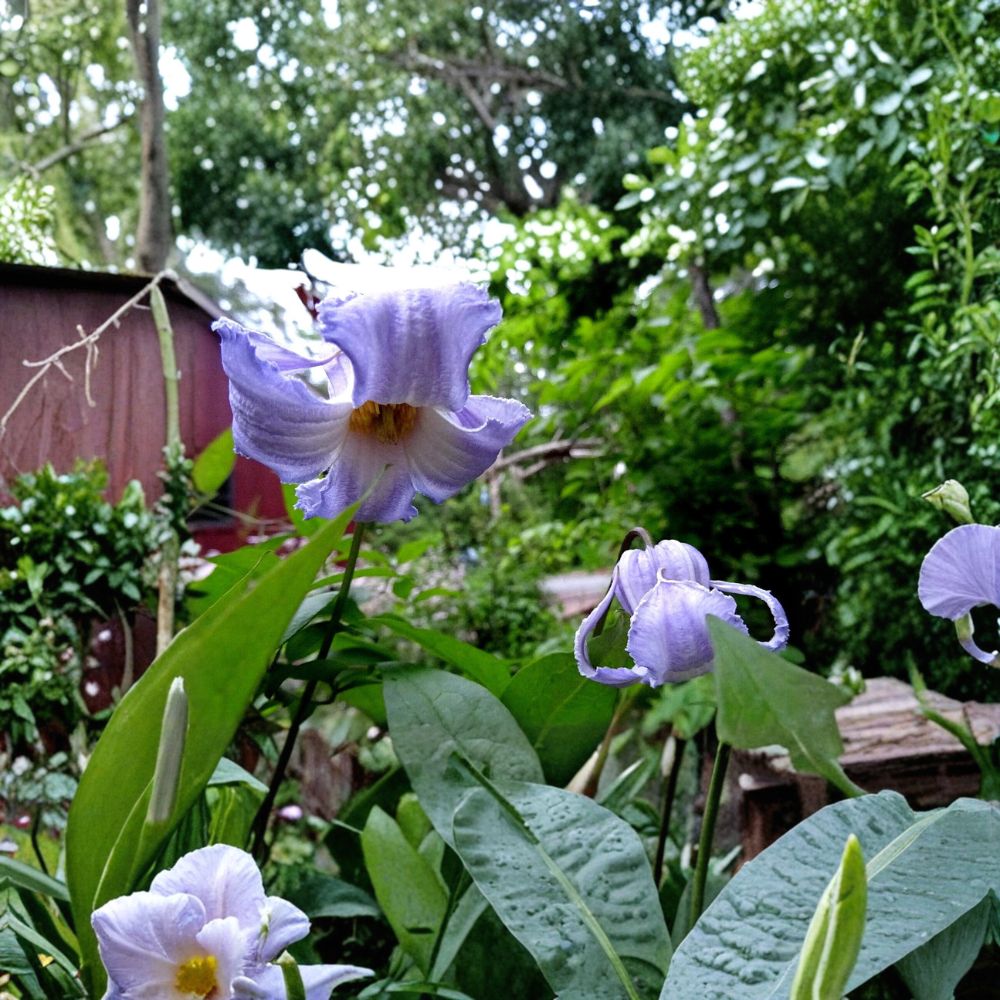 Clematis crispa Blue Jasmine Native Perennial Vine Seeds – 10 Organic Seeds, Fragrant, Pollinator Friendly, 2025 Harvest