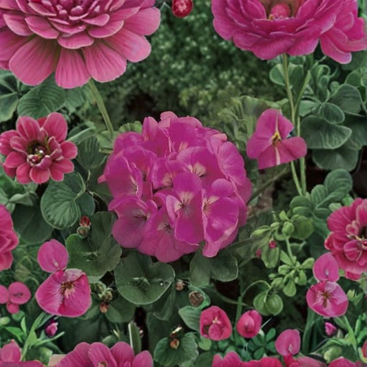 Maverick Pink Geranium Seeds – 100 Pelargonium Flower Seeds for Pots & Gardens, Zonal Pink Geranium Planting Material