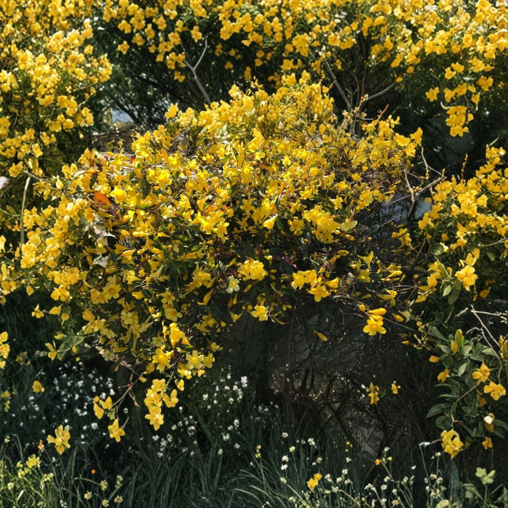 Carolina Jasmine Plant Set of 6 – Gelsemium sempervirens Live Rooted Vines with Yellow Flowers, Climbing Garden Trellis Fences