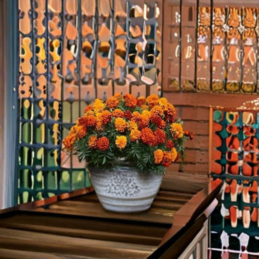 Marigold Fireball Flower Seeds – 500 Seeds, Fiery Orange & Red Blooms, Compact Garden Variety, Easy to Grow, Tagetes