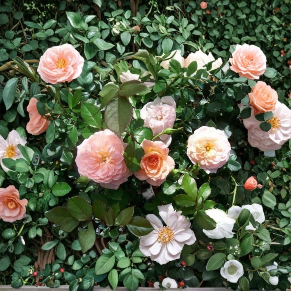 Apricot Drift Rose – Rosa Hybrid Live Shrub, 3 Gallon, Disease-Resistant Groundcover, Apricot Flowers, Easy Care Landscape Plant